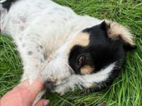 Hübsches Hundekind Noris  Rüde, geb. ca. 01/2022,