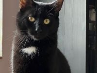 Marty, ein lieber Katermann, sucht einen Kuschelplatz mit Freigang