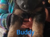 Altdeutscher Schäferhund/Appenzeller Sennenhund,