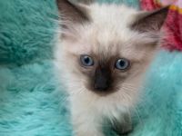 Jung verspielte Ragdoll Kitten auf der Suche nach neuem