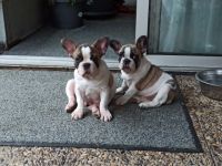 Aufgeweckte zwei Welpen am 06.06.2022 geboren suchen