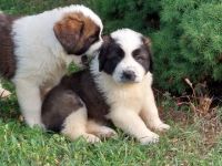 Beautiful Moscow Watchdog purebred puppies for sale. 8