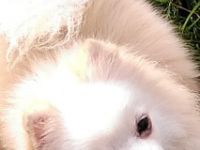 Olleja, Wuschlige, weiße Pommeranian Zwergspitzdame, 2