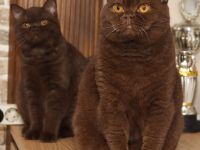 Wir Sind Eine Familiäre Hobbyzucht In Baden-Württemberg