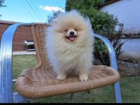 Hallo, Ich gebe super Süße Pomeranian Boo Welpen ab Es