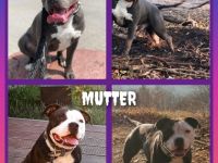 Am 12.10.22 ist unsere Hündin Mama von 9 süßen Welpen