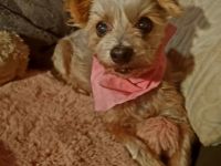 Lizzy, Klein aber oHohOh .... 7 Jahre, aber verspielt