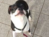 Cookie, Hallo Ihr... Bin ein Bulli Mix...bei mir ist