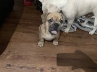 Bezaubernde reinrassige Französische Bulldoggen Welpen.