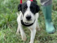 SOS für Hundekind loretta, sie ist im Shelter ! geb. ca