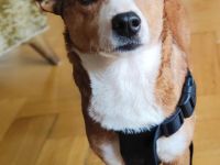 Susi ein Corgi- Jack Russel Mischlingsmädchen