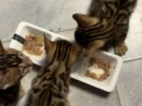 Bengal Baby Katzen zu verkaufen ab November Vater