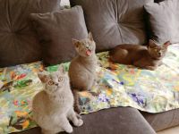 2 Britisch-Kurzhaar-Kitten (m/w) im Alter von 15 Wochen