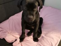 Unsere cane Corso Hündin Kira sucht dringend und
