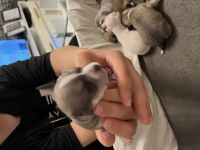 Meine süße meus Mickey hat reinrassiger Chihuahua