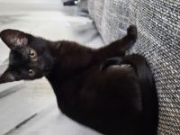 Ab sofort suchen noch 1 junge und 2 Mädchen ein neues