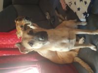 Hope sucht dringend ein Zuhause. Geboren sind sie am 28