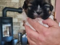 Hallo unser nemo geb.23.09.2022 sucht ab Dezember ein