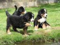 Der Wurf besteht aus 8 Welpen, sie werden nur Geimpft