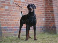 Dobergaarden forever Hercules, Dobermann