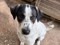 Traumhund Adam sucht dich!