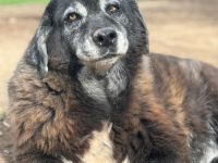 Amber - besondere Hundeseele sucht ihr Körbchen