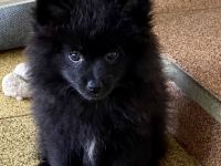 Wir freuen uns , dass Sie sich für einen Spitz