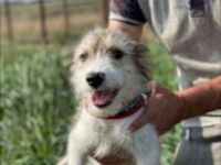 Liebstes Hundekind Liesbeth sucht dringend ihre eigene