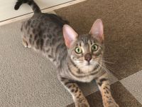 Wir haben ein wunderschönes weibliches Bengal-Kätzchen,
