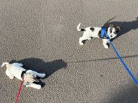 War ein Unfall jetzt ist noch Amiga da und sucht ein