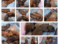 Unsere belgische Schäferhündin hat am 17.10.22 9