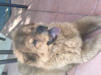 Für unsere Haustiere suchen wir jemanden, der sie liebt