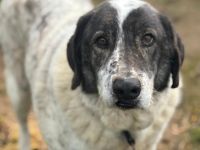 Tim - treuer Hundesenior sucht Geborgenheit