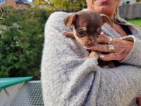 Hi ihr lieben . 2ter Wurf unserer Hündin Frida und