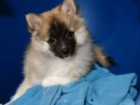 Der Spitz ist eine vom Aussterben bedrohte Rasse und