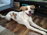 Suchen dringend ein schönes Zuhause für unseren Diego .