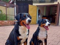 Appenzeller Sennenhunde 2 kleine süße Rüden im alter