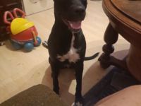 Molly, Leider muss ich die 1jährige hündin meines