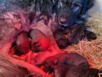 Sarplaninac kiskutyák oltva féregtelenítve, chippel ,