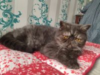 Kietzpearls Blacky, Blacky ist ein wunderschöner