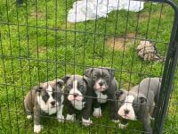 Wir suchen ab sofort ein neues Zuhause. Wir sind am 06