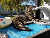 Leon ist am 11,02,2022 geboren. Hat traumhaft schöne