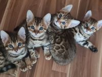 Liebe Katzenfreunde! Anfang September am 06.09.2022