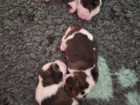 unsere Welpen sind am 2.7.26 geboren ,