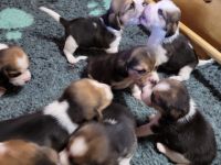 unsere Welpen sind am 20.10.22 geboren , es sind 3