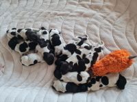 Unsere Katunga hat am 19.10.2022 Ihre 11 Elfen gewölft.