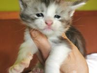 Wir haben wunderschöne Maine Coon Babys, liebevoll in