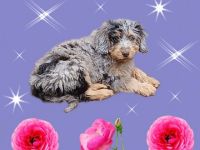 Minie Aussiedoodle Welpen geb.am 03.08.22 in der tollen