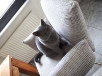 Eddy, Daisy, Daisy ist eine etwa 10 jährige, Britische