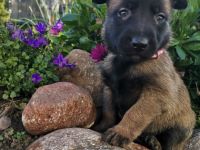 Herzlich Willkommen, bei uns sind 8 kleine Mäuse